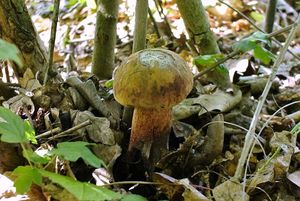 Klikni pro velký obrázek