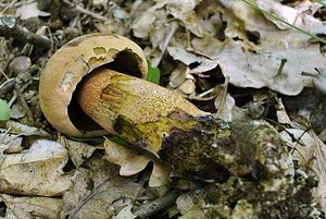 Klikni pro velký obrázek