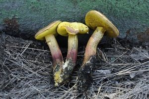 Klikni pro velký obrázek