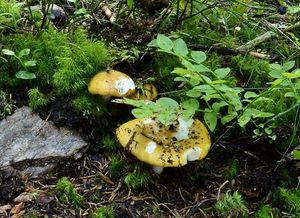 Klikni pro velký obrázek