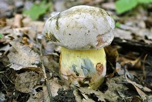 Klikni pro velký obrázek