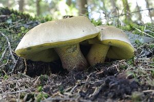 Klikni pro velký obrázek