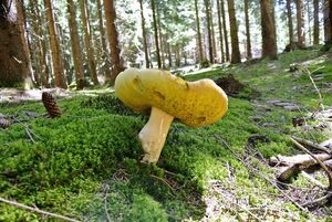 Klikni pro velký obrázek