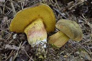 Klikni pro velký obrázek