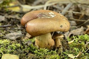 Klikni pro velký obrázek