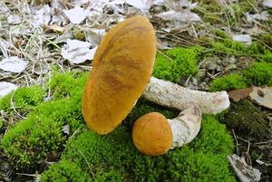 Klikni pro velký obrázek