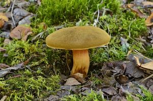 Klikni pro velký obrázek