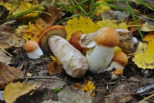 Klikni pro velký obrázek