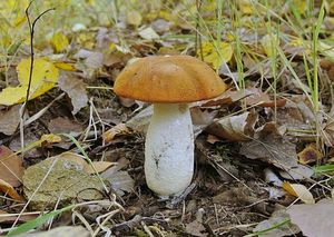 Klikni pro velký obrázek