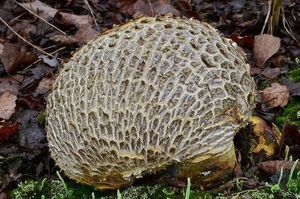 Klikni pro velký obrázek