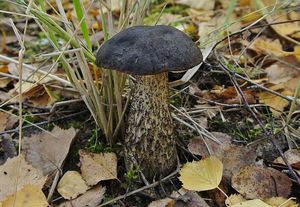 Klikni pro velký obrázek