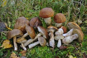 Klikni pro velký obrázek