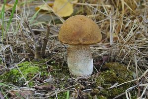 Křemenáč osikový hnědý - Leccinum rufum var. decipiens