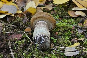 Křemenáč osikový hnědý - Leccinum rufum var. decipiens