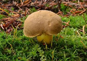 Klikni pro velký obrázek