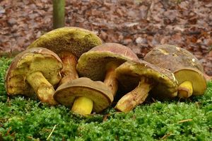 Klikni pro velký obrázek