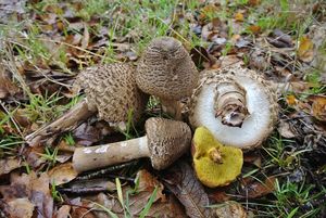 Klikni pro velký obrázek