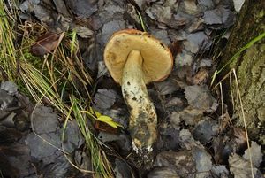 Klikni pro velký obrázek