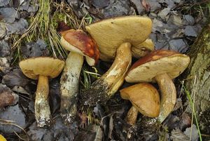 Klikni pro velký obrázek