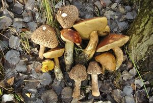 Klikni pro velký obrázek