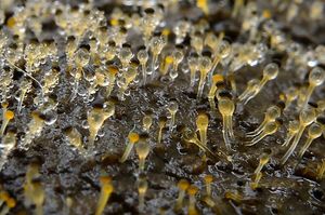 Měchomršť krystalický - Pilobolus crystallinus (F.H. Wigg.) Tode 1784