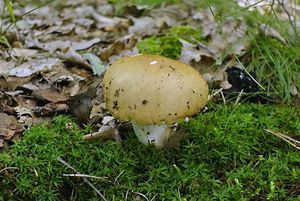 Holubinka hlínožlutá - Russula ochroleuca