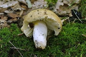 Holubinka hlínožlutá - Russula ochroleuca