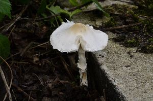 Bedla hranostajová - Lepiota erminea (Fr.) Gillet