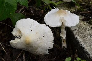 Bedla hranostajová - Lepiota erminea (Fr.) Gillet