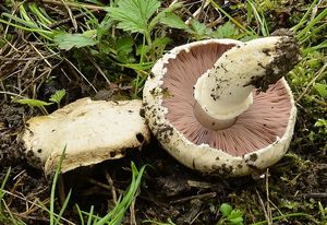 Pečárka polní - Agaricus campestris  L. 1753