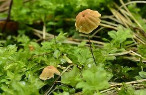 Špička travinná - Marasmius curreyi Berk. & Broome 1879