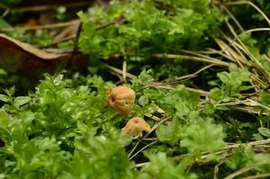 Špička travinná - Marasmius curreyi Berk. & Broome 1879