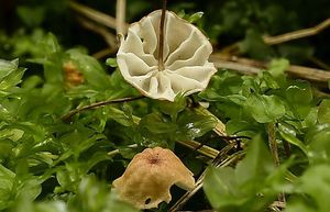 Špička travinná - Marasmius curreyi Berk. & Broome 1879