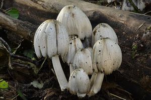 Hnojník inkoustový - Coprinopsis atramentaria (Bull.) Redhead, Vilgalys & Moncalvo 2001