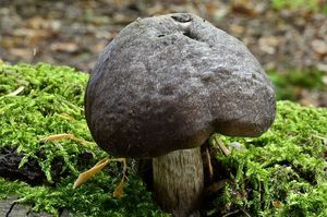 Štítovka Pouzarova - Pluteus pouzarianus Singer 1983