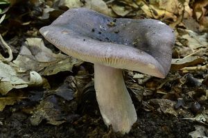 Holubinka doupňáková - Russula grisea Fr. 1838