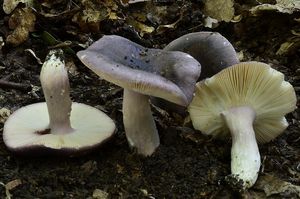 Holubinka doupňáková - Russula grisea Fr. 1838