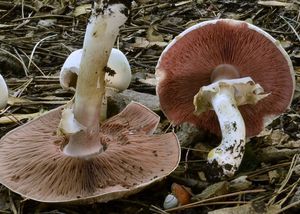 Pečárka hlíznatá - Agaricus sylvicola (Vittad.) Peck 1872