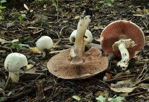 Pečárka hlíznatá - Agaricus sylvicola (Vittad.) Peck 1872