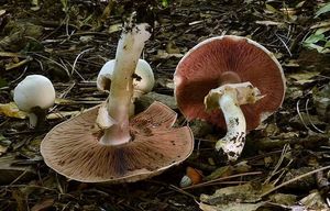 Pečárka hlíznatá - Agaricus sylvicola (Vittad.) Peck 1872