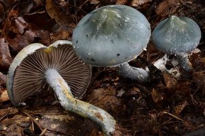 Límcovka modrá - Stropharia caerulea Kreisel 1979