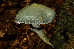 Límcovka měděnková - Stropharia aeruginosa (Curtis) Quél. 1872