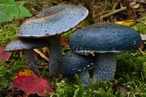 Límcovka modrá - Stropharia caerulea Kreisel 1979