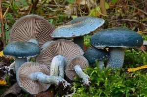 Límcovka modrá - Stropharia caerulea Kreisel 1979