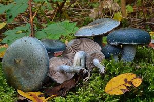 Límcovka modrá - Stropharia caerulea Kreisel 1979