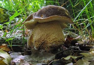 Hřib bronzový - Boletus aereus  Bull. 1789