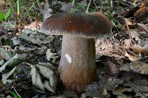 Hřib bronzový - Boletus aereus  Bull. 1789
