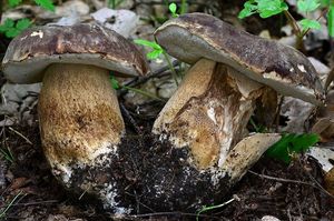 Hřib bronzový - Boletus aereus  Bull. 1789