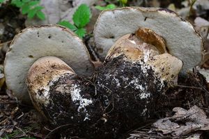 Hřib bronzový - Boletus aereus  Bull. 1789