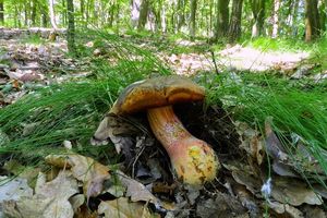 Klikni pro velký obrázek